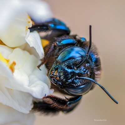 Photo by Jim Wright on November 13, 2024. May be an image of bee.