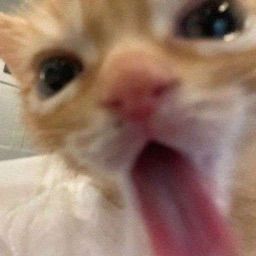 ʕ⁠´⁠•⁠ᴥ⁠•⁠`⁠ʔ