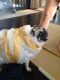 PuggoThePuggo