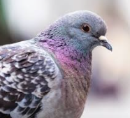 futurepigeon612