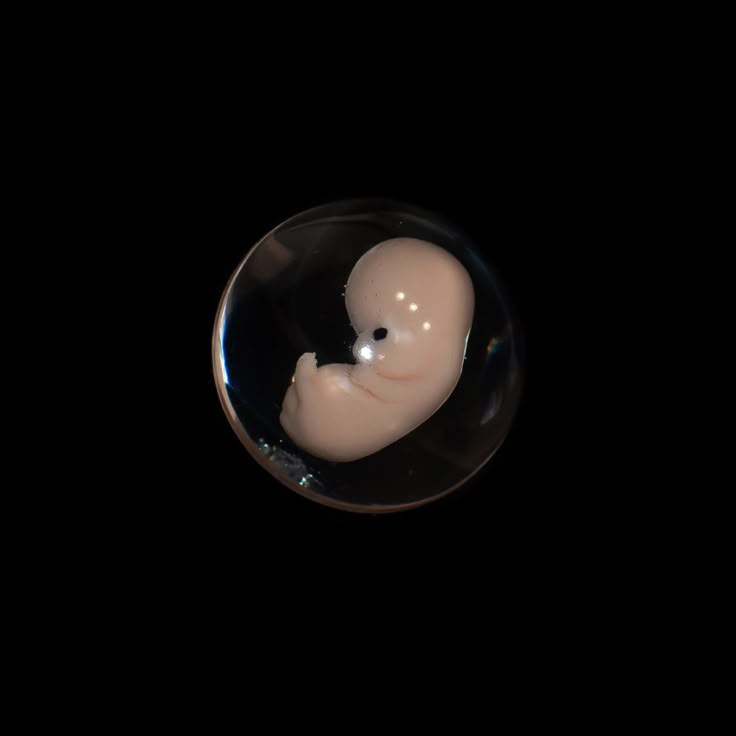 Embryo