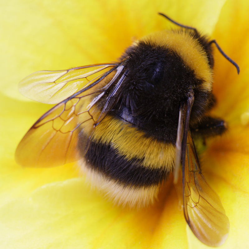 Mr. Bumblebee