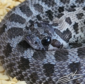 Citra_Snake