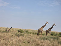 Vulture African Safaris