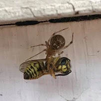 Superior Pest Control Inc