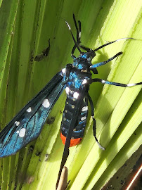 Mr. Mister Mosquito Control