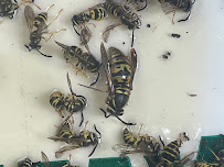 Allsect Pest Control