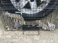 A & A Wildlife and Home Solutions