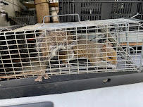 ASAP Pest & Wildlife Removal