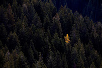 Kicking Horse Electrical Ltd.