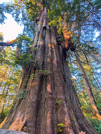 Pacific Rim National Park Reserve