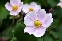 50 Mather - Perennials