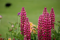 50 Mather - Perennials