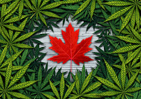 Cannabis License Experts - Cannabis and Psychedelics Compliance and Business Solutions Provider