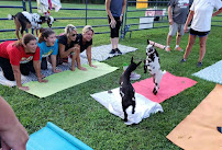 Goat Yoga Georgia