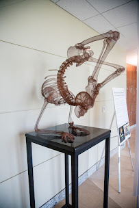 Back To Health Chiropractic