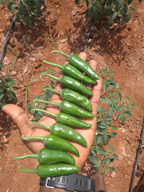 A.p.k.s Organic India Private Limited