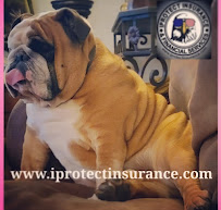 iPROTECT Insurance & Financial Services, Inc.