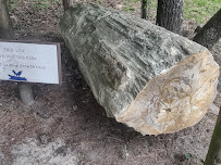 Mississippi Petrified Forest