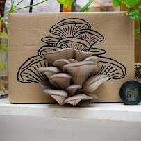 Fat Fox Mushrooms