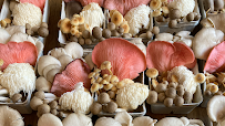 Fat Fox Mushrooms
