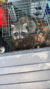 Top Notch Pest Control