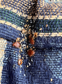 Truly Nolen Pest & Termite Control - Tallahassee