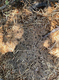 TAYLOR'D Pest Services