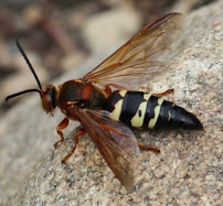 Cross Pest Control of Tampa