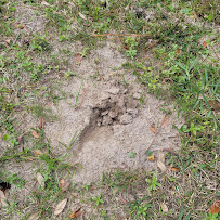 Fox Pest Control Pensacola