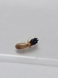 Alafia Termite & Pest Control