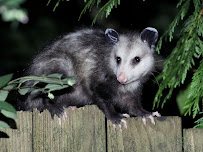 Donner Fumigation and Cleaning Services