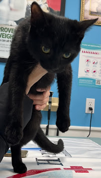 Harwood Pet Hospital