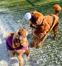 Camp Bow Wow Allentown