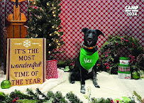 Camp Bow Wow Allentown