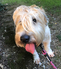 Dorney Dog Walk