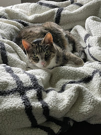 Hamilton Animal Care of the Lehigh Valley