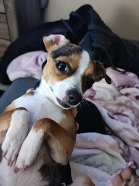 Hamilton Animal Care of the Lehigh Valley