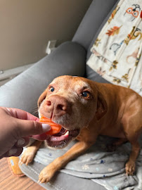 Leash-A-Petcare