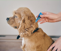 Allentown Animal Care
