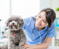 Allentown Animal Care