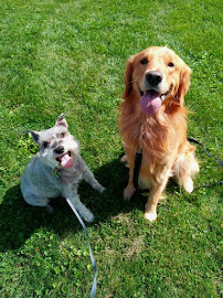 Pawsitive Purfection Pet Sitting & Services, LLC