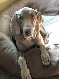 Pawsitive Purfection Pet Sitting & Services, LLC