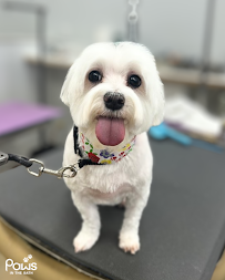 C&D Pet Studio Aurora