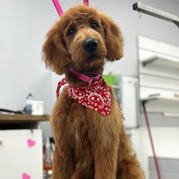 C&D Pet Studio Aurora