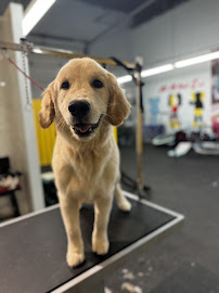 The Pawsh Dog Inc
