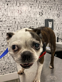 Wag Awhile Doggy Daycare, Hotel and Spa