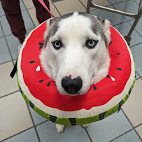 Animal Hospital of Aurora