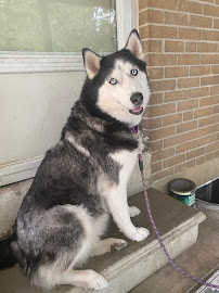 Animal Hospital of Aurora