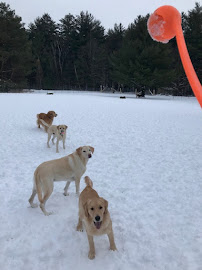 Academy Daycare Dog Daycare and Training Center